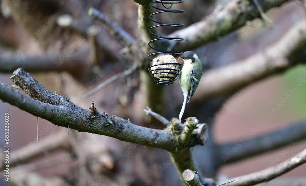 A great titmouse eats seeds and a tallow ball on a tree branch