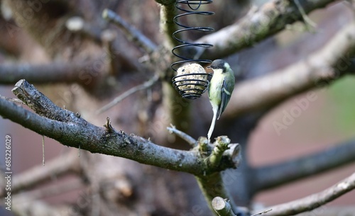 A great titmouse eats seeds and a tallow ball on a tree branch
