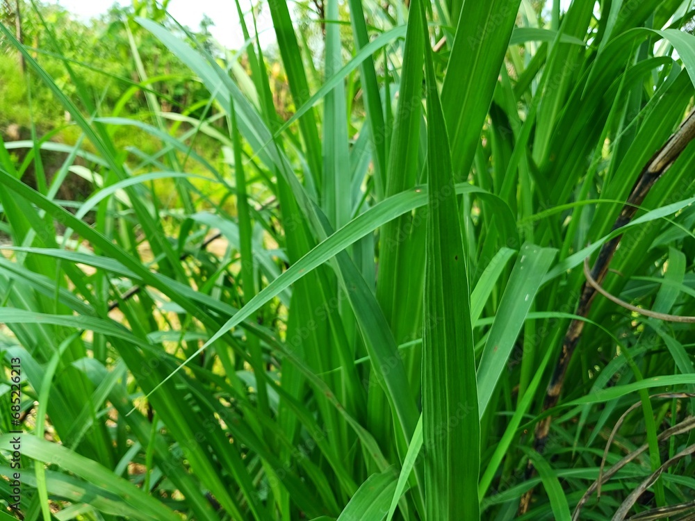 Carex pendula is a species of grass-like plant belonging to the Cyperaceae family Carex pendula is a species of grass-like plant belonging to the Cyperaceae family