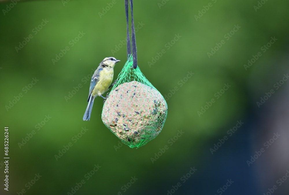 A great titmouse eats seeds and a tallow ball on a tree branch