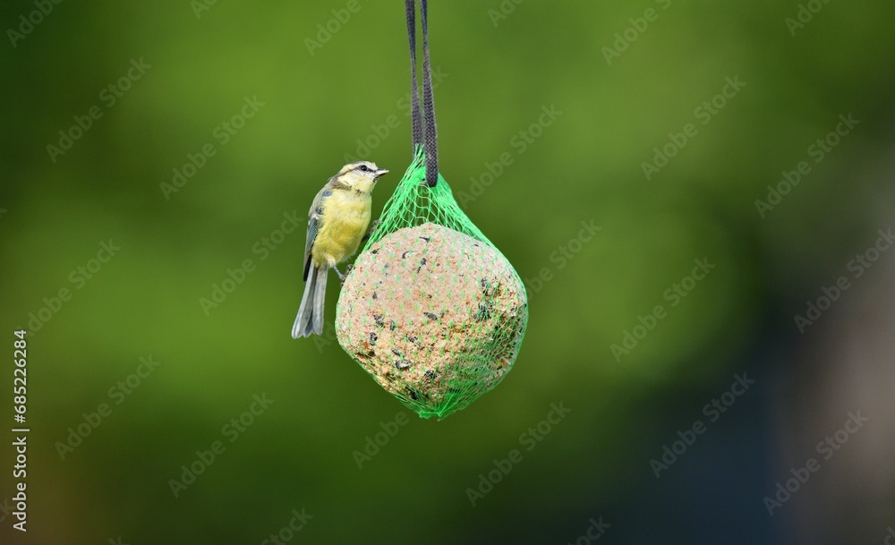 A great titmouse eats seeds and a tallow ball on a tree branch