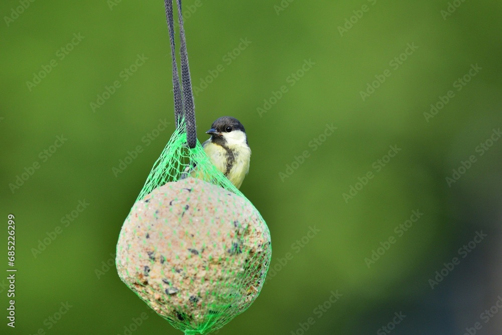A great titmouse eats seeds and a tallow ball on a tree branch