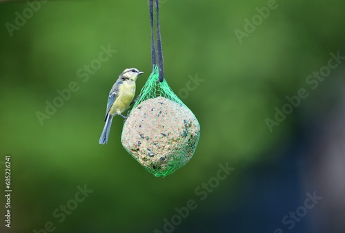 Obraz na płótnie A great titmouse eats seeds and a tallow ball on a tree branch w salonie