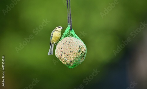 Obraz na płótnie A great titmouse eats seeds and a tallow ball on a tree branch w salonie