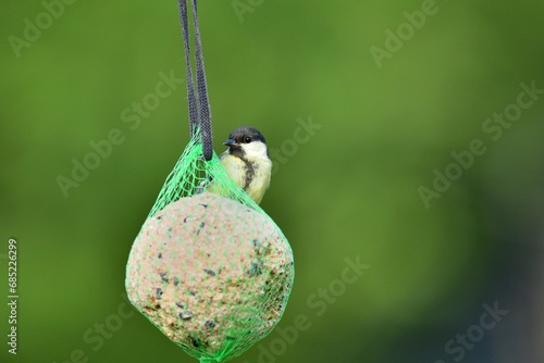 Obraz na płótnie A great titmouse eats seeds and a tallow ball on a tree branch w salonie