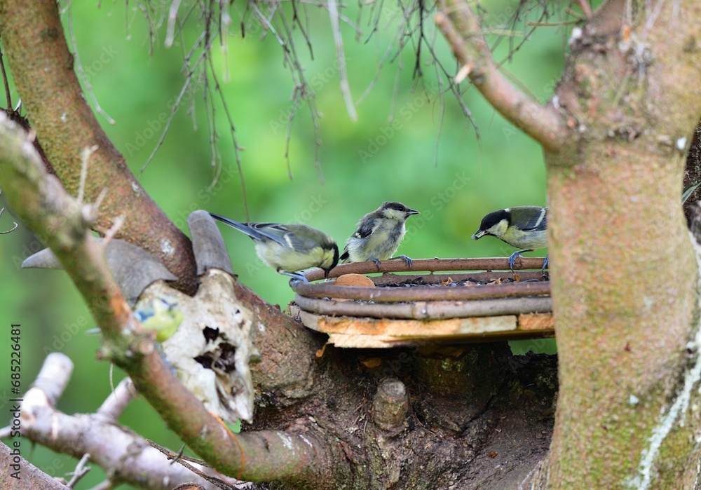 A flock of great titmouse eats sunflower seeds at the feeder in the garden