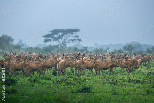 Herd of Deer, Baluran National Park, Situbondo Regency, East Java, Indonesia photo