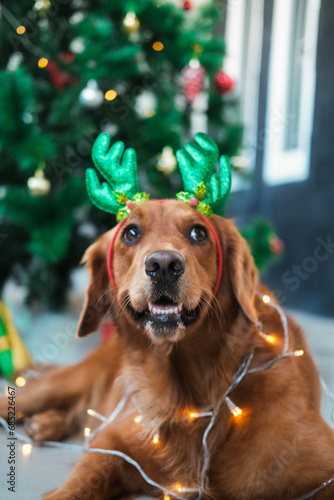 Portrait of a dog of the Golden Retriever breed against the background of a Christmas tree. A dog in a head hair holder with deer antlers and a glowing garland on his neck. New Year's dog in a costume © moonmovie