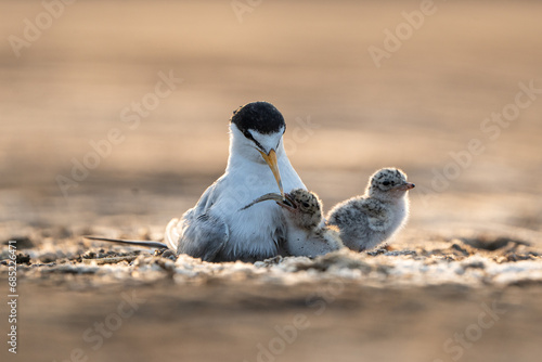 Close-up of a seabird on beach feeding its chicks, Indonesia