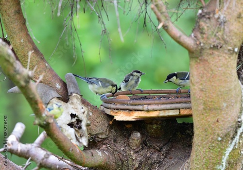 Obraz na płótnie A flock of great titmouse eats sunflower seeds at the feeder in the garden w salonie