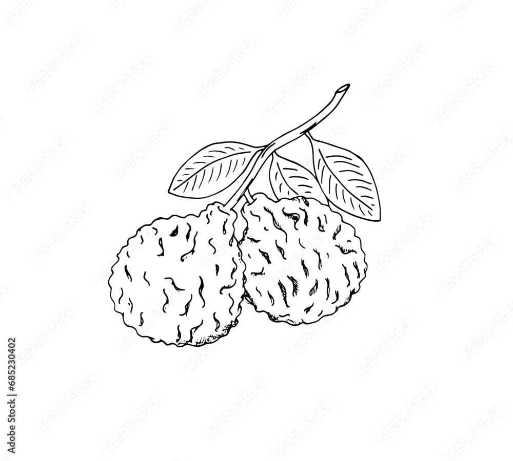 Fototapeta premium Hand-drawn bergamot branch scetch. Bergamot fruits with leaves. Isolated vector illustration of citrus fruit.