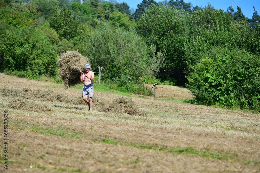 Hay stacking with fork in the village in traditional way
