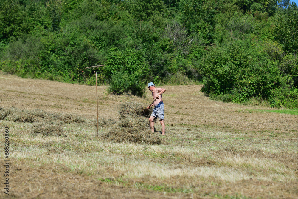 Hay stacking with fork in the village in traditional way
