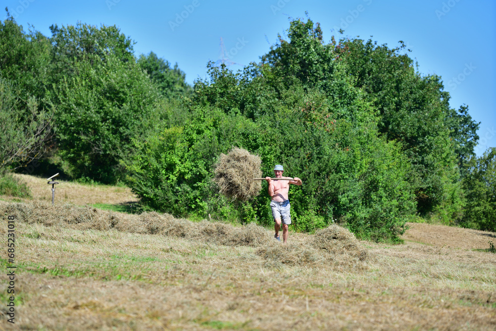 Hay stacking with fork in the village in traditional way
