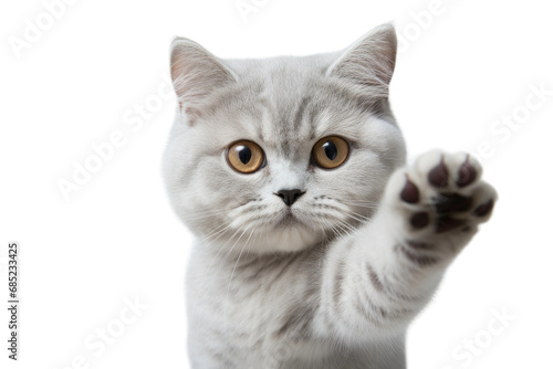 British Cat Playful Elegance on a White or Clear Surface PNG Transparent Background