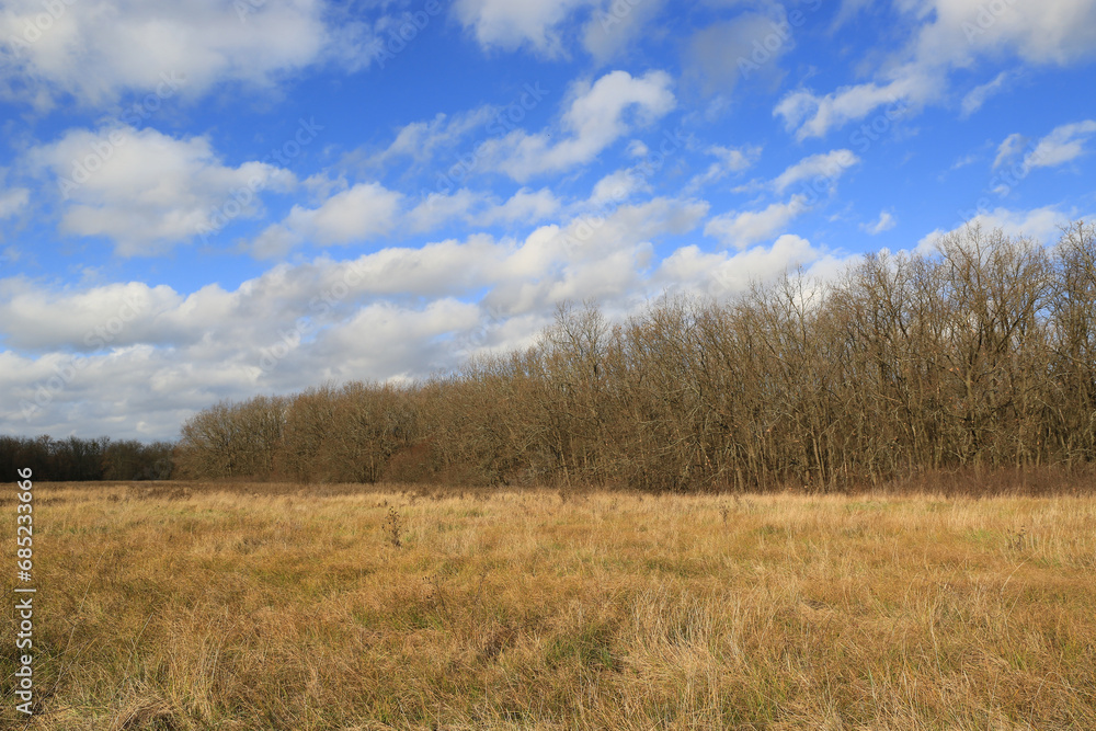 dry autumn meadow in forest