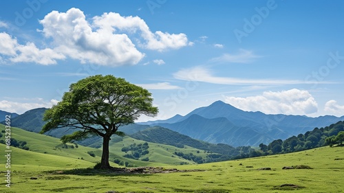 A lone tree in the centre of a lawn with mountains in the distance.