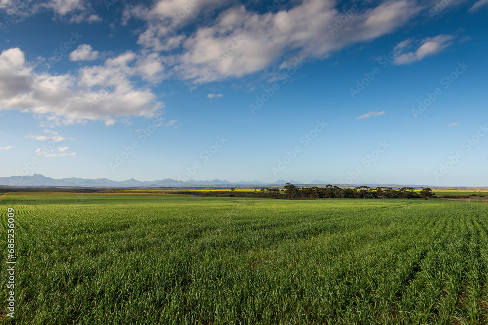 Fototapeta premium Agricultural fields landscape