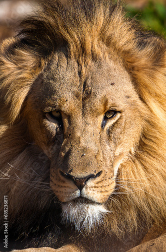 Fokussierter Blick eines männlichen Löwen.