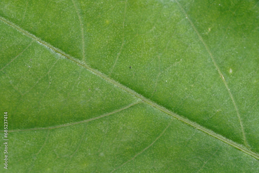 green leaf texture , tight close up green leaf texture , tight close up