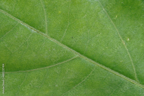green leaf texture , tight close up