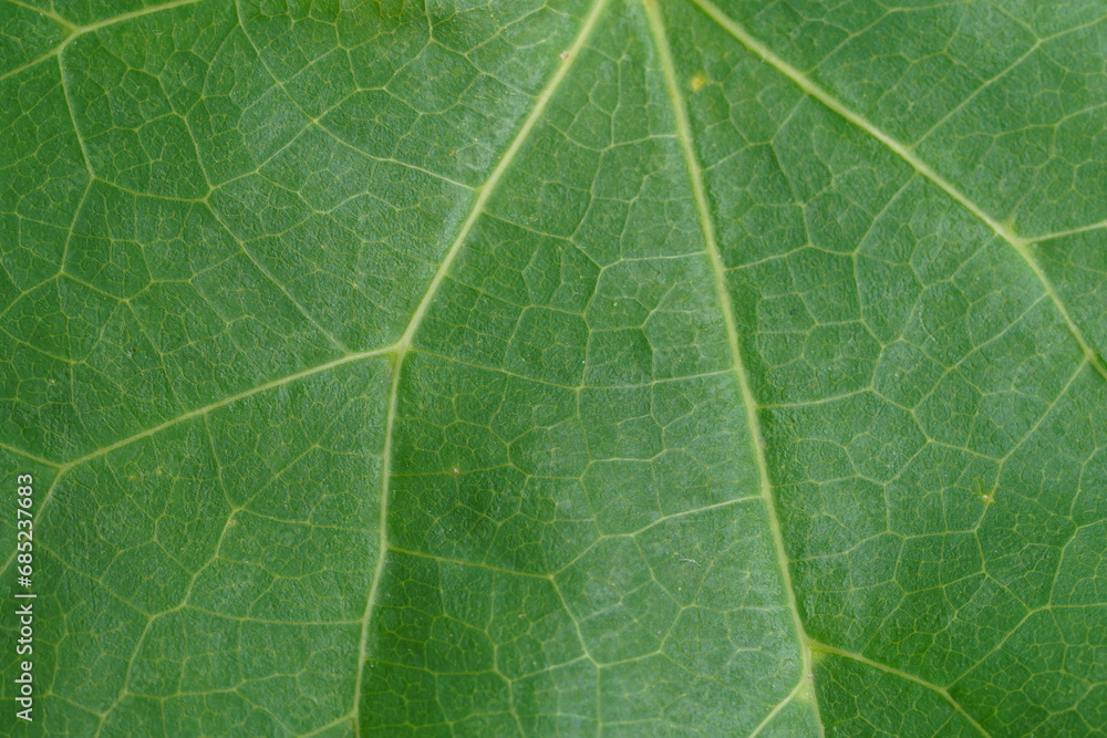 leaf ,extreme close up view leaf ,extreme close up view