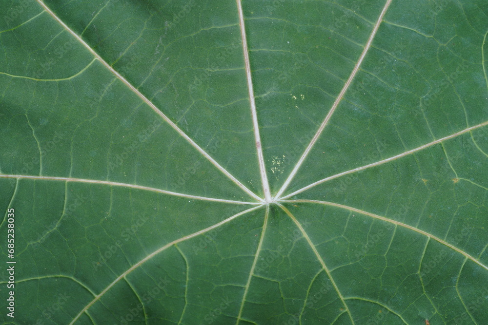 Dark green Leaf texture, micro close up ,spider structure Dark green Leaf texture, micro close up ,spider structure