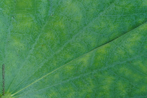 Leaf texture can use for background. Bauhinia acuminata photo
