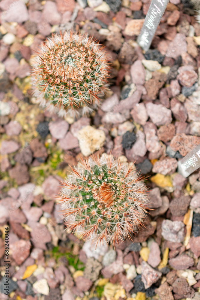 Parodia Schlosseri cactus in Saint Gallen in Switzerland Parodia Schlosseri cactus in Saint Gallen in Switzerland