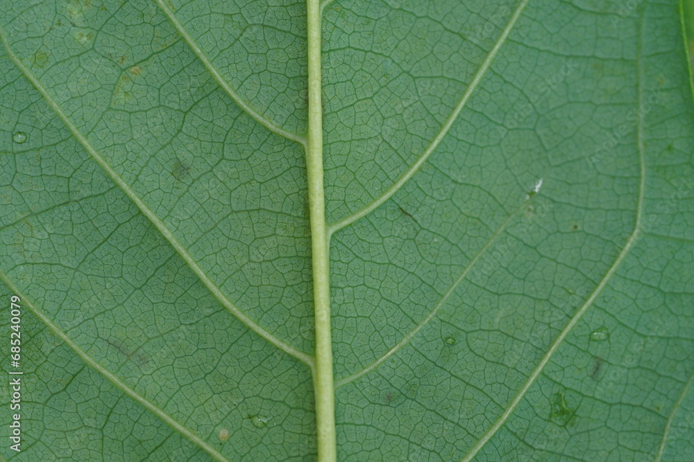 rear green leaf structure macro photography , rear green leaf structure macro photography ,