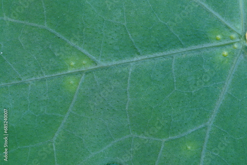 Leaf texture , super tight shot