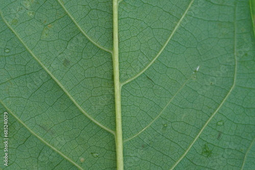 rear green leaf structure macro photography ,