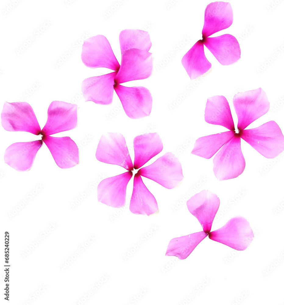 This purple flower has fibers that are very soft when touched like cloth and this flower has 2 colors behind it which is white. This flower blooms easily and also wilts easily if it is exposed to heat This purple flower has fibers that are very soft when touched like cloth and this flower has 2 colors behind it which is white. This flower blooms easily and also wilts easily if it is exposed to heat