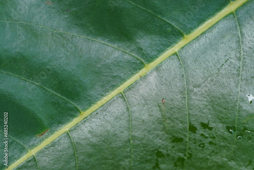 close up green leaf texture, 