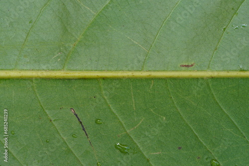 close up green rear leaf texture, natural background