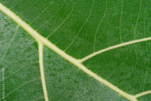 super close up view of leaf