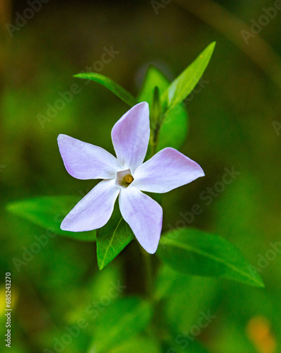 Fiore a stella bianco con sfumature viola, piccolo fiorellino immerso nel verde , con le foglioline sullo stelo, grazioso e armonioso , sfondo sfocato per donare maggiore profondità  photo