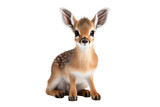 Dik Dik Small Antelope on a White or Clear Surface PNG Transparent Background