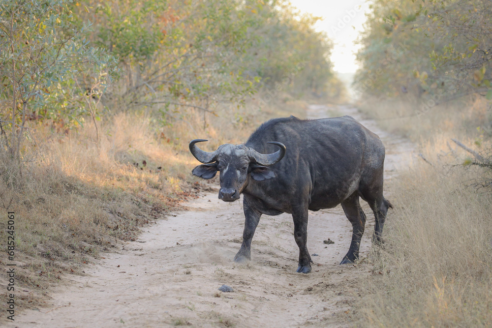 Large buffalo walking over a sand road in the bush Large buffalo walking over a sand road in the bush