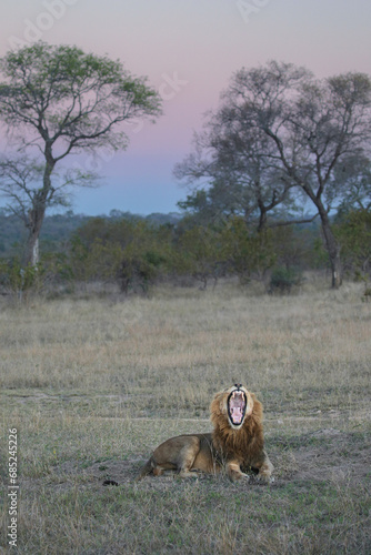Large male lion yawning with sunset in the  background © John