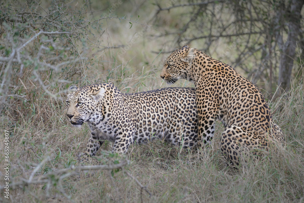 Obraz premium Two leopards confronting each other before mating