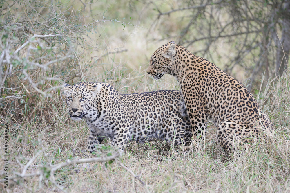 Two leopards confronting each other before mating Two leopards confronting each other before mating