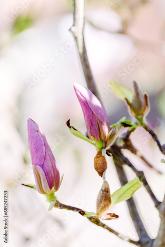 Magnolie