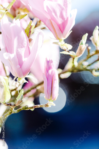 Magnolie