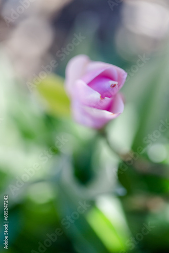 Magnolie