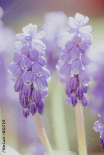 Blüten