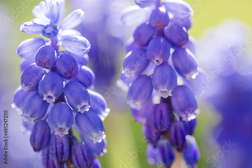 Blüten