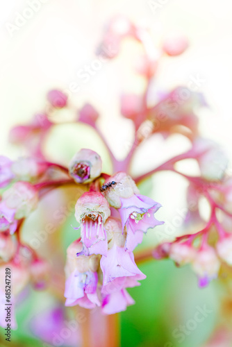 Blüten