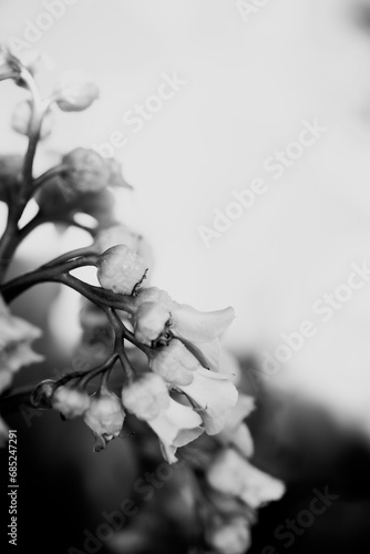 Blüten