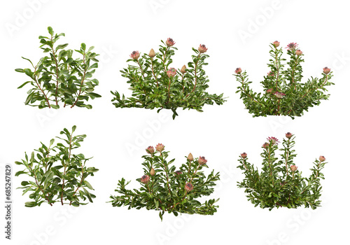 Many plants and flowers on transparent background © jomphon